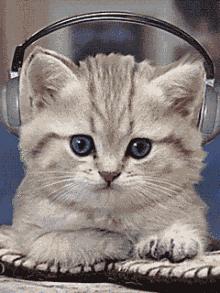 全球懵逼猫咪大全