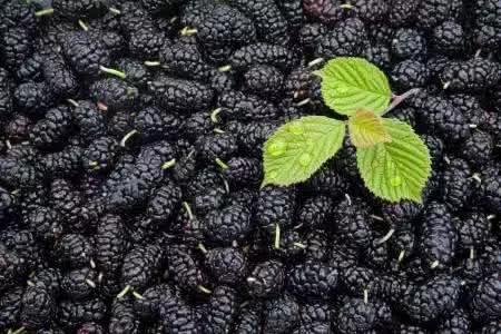 灏忔弧鏃惰妭鐩涘灏嗚嚦,浠婃棩灏忔弧鐗╃洓鍒欏敖