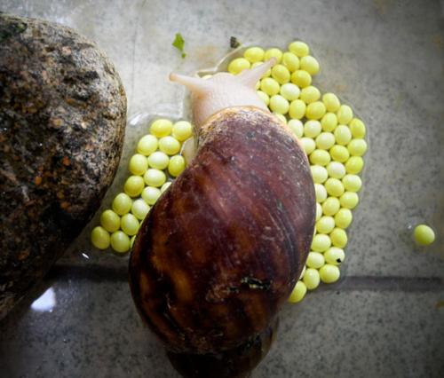 我们常见的蜗牛可不可以吃,蜗牛难道也可以吃吗