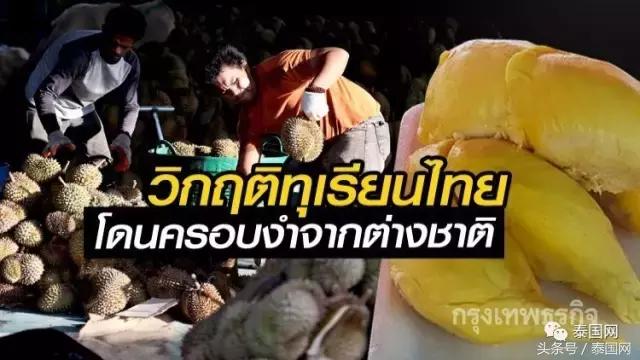 泰国发现榴莲危机,泰国榴莲危机事件