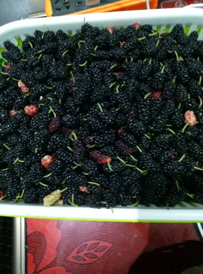 桑果酒配方大全,桑葚养生酒配方