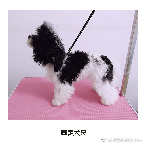 宠物耳道清洁,宠物美容学校30天能学到什么