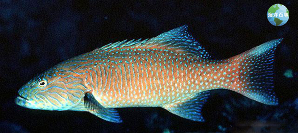 东星斑属于海鲜吗,东星斑海鲜图片