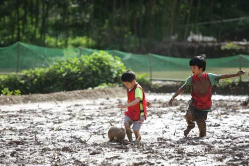 插秧端午节,包粽子赛龙舟端午节