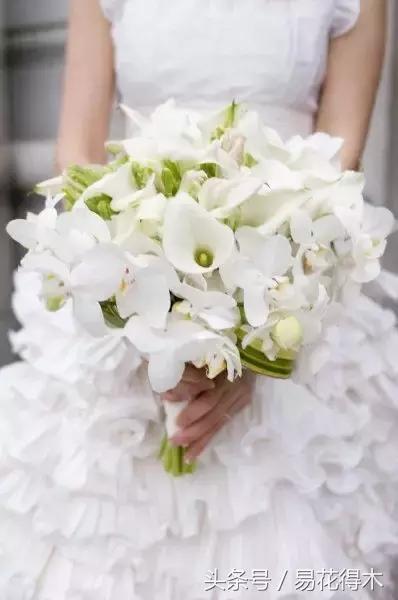 马蹄莲花怎么养护和浇水,如何让马蹄莲一年四季都活着