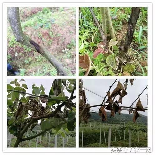 植保专家魏明：一堂讲课引发的一次远行