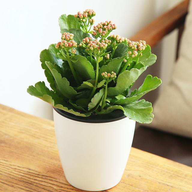 常见的8种进口花，你养过几种？第4种小睡莲最难养