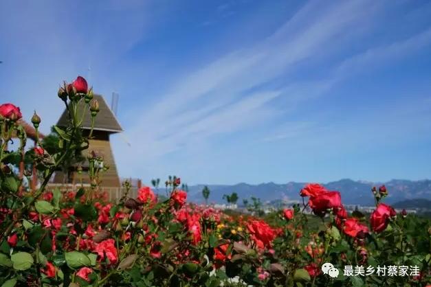 北京月季花海在哪里,北京最美月季景点