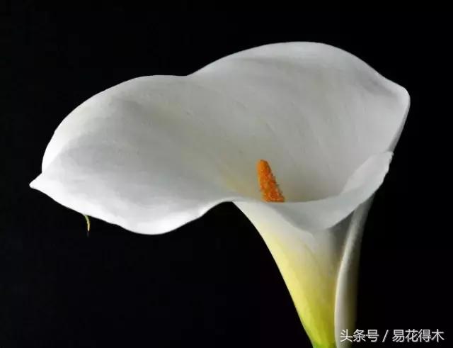 如何才能让马蹄莲复花,马蹄莲什么时候休眠什么时候开花