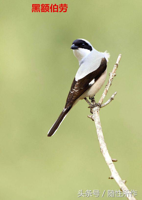 伯劳饲养对人体有什么危害,伯劳幼鸟怎么养