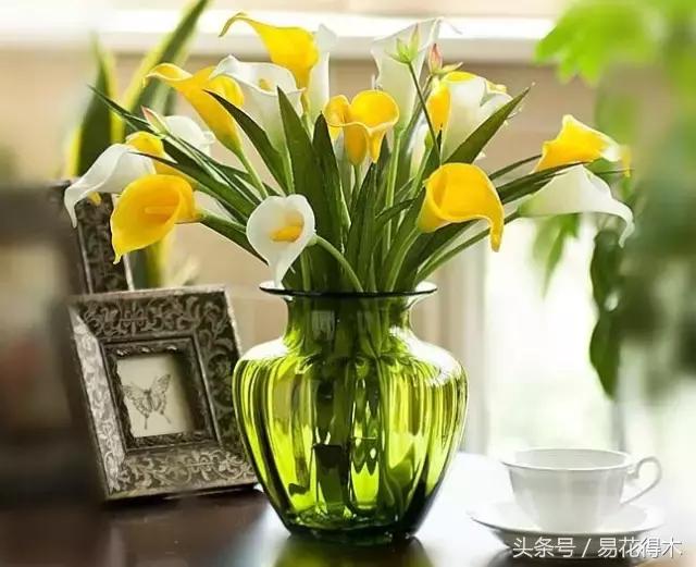 马蹄莲花怎么养护和浇水,如何让马蹄莲一年四季都活着