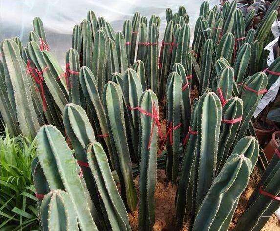 这五种家居植物千万别放在家里,小心皮肤过敏,双眼失明!