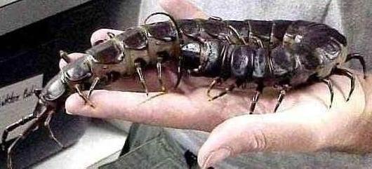 吃魔鬼辣椒吉尼斯纪录多少个,吉尼斯世界纪录吃最多魔鬼辣椒