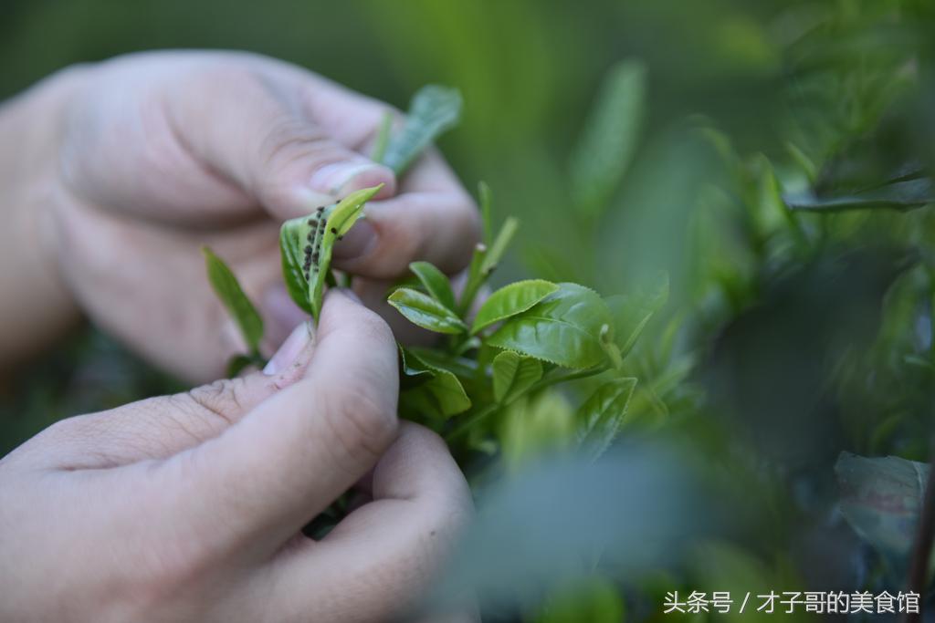 自己动手做茶的感受,自己做茶叶怎么做