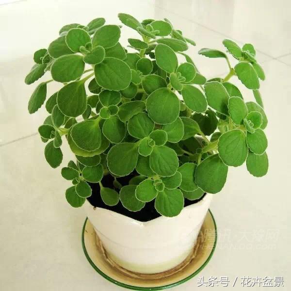 嘴馋了，摘盆花儿来尝尝，第一盆花卉佳肴就闻所未闻