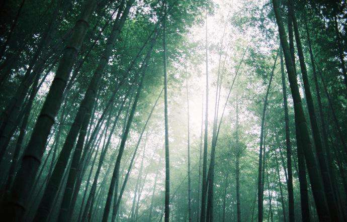永川茶山竹海,茶山竹海重庆