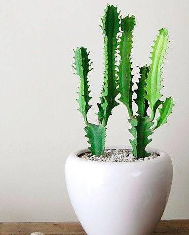 四种有毒的盆栽,家里有毒的盆栽有哪些