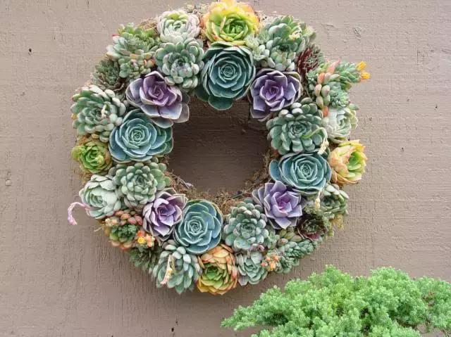 多肉化水叶片要不要摘下来,红宝石多肉掉叶子化水怎么办