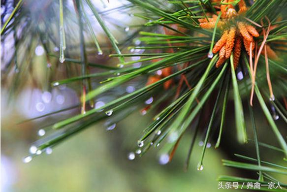 养鸡用松针粉有什么好处,养鸡省钱绝招大全