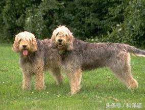 法国国王的狗狗，连狼都敢捕！可惜狼少了，狗也少了