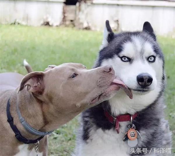 法国国王的狗狗，连狼都敢捕！可惜狼少了，狗也少了