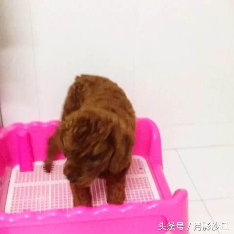 泰迪犬定点大小便怎么训练,泰迪犬训练定点大小便