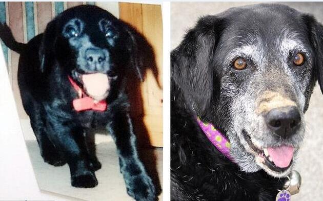 狗鼻子变红结痂怎么回事,狗鼻子变红了还会变黑吗