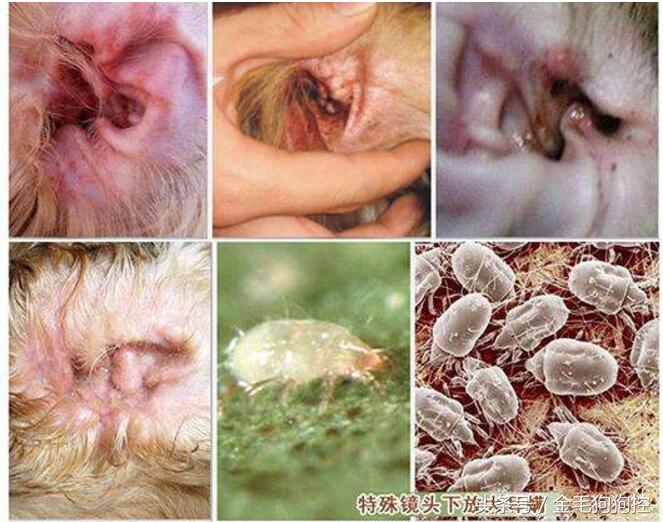 狗狗夏季疾病,狗狗耳炎是什么引起的