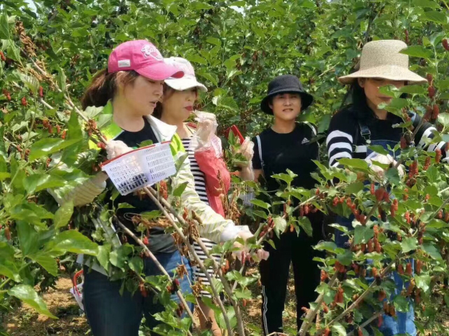 采摘园摘桑葚吃,桑椹采摘园吃桑椹