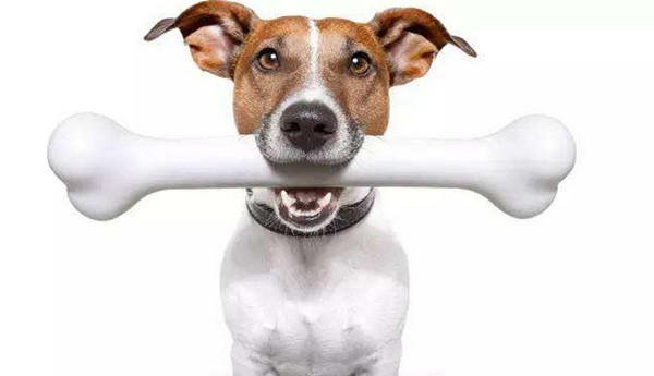 狗狗拉肚子的最快解决办法,狗狗拉肚子不怎么严重怎么办