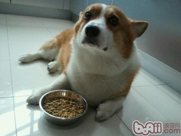 狗狗挑食原因纠正方法,狗狗挑食就该这么治