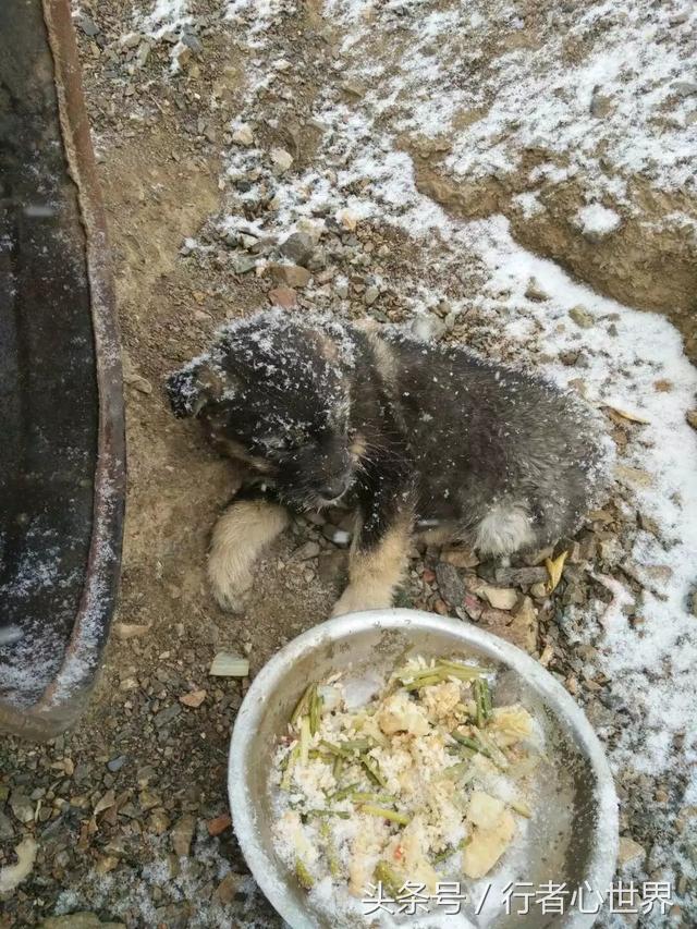 请尊重宠物,不纯的藏獒