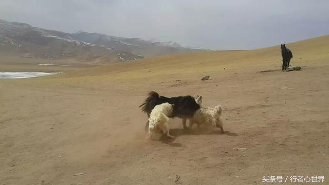 请尊重宠物,不纯的藏獒