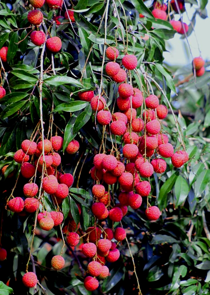 为博美人一笑不惜一切的诗句,只为博妃子一笑