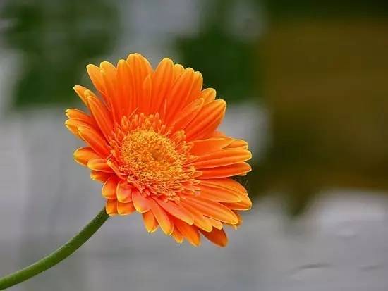 辟谣吸收甲醛最好的室内绿植,能吸附甲醛的绿色植物