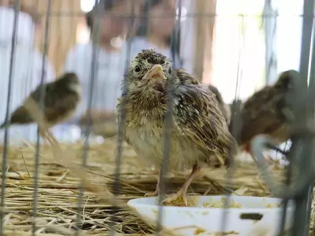 这一批小云雀的命运：有人捉住它们，有人救助它们，今天被放生