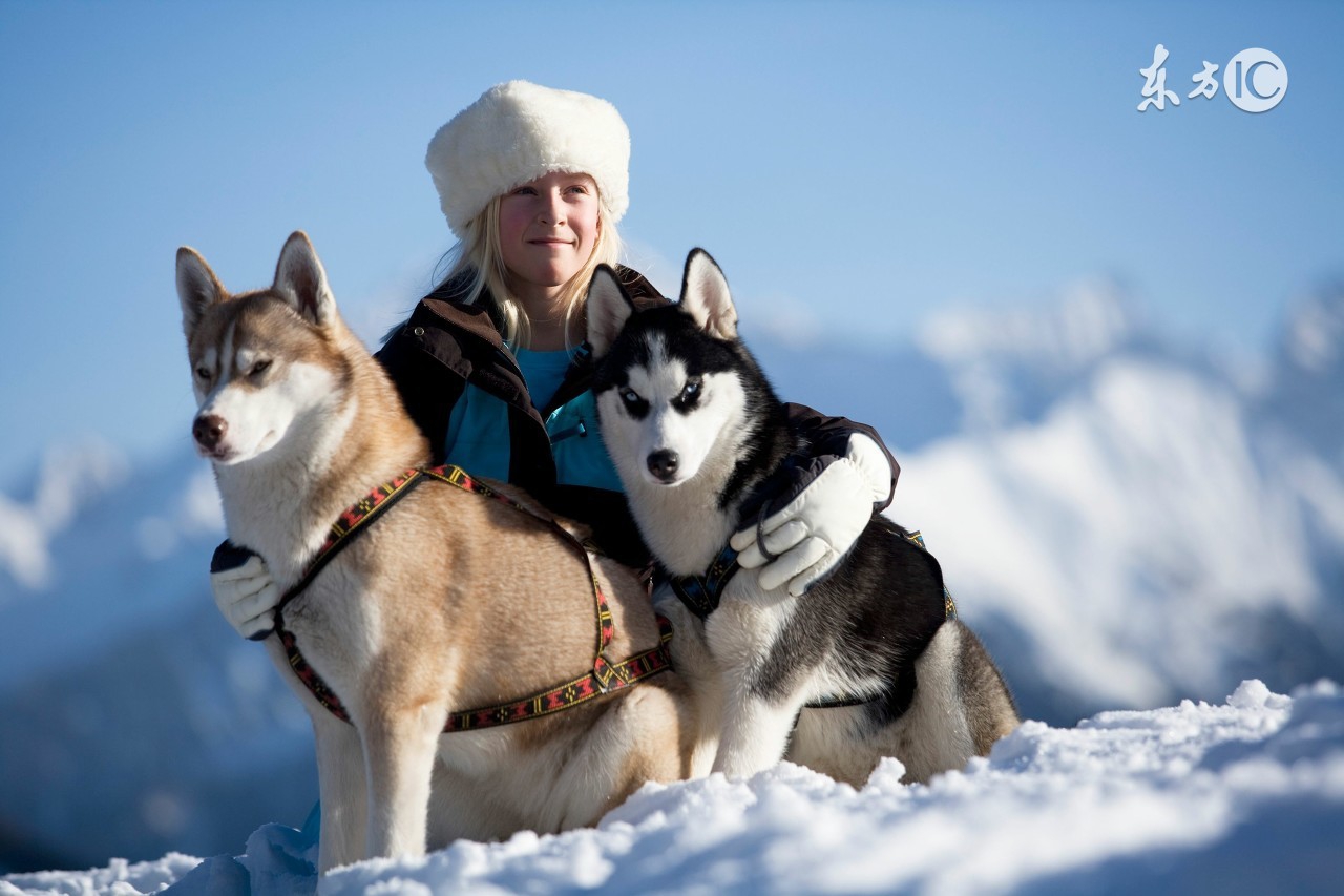 阿拉斯加雪橇犬vs西伯利亚哈士奇,哈士奇犬和阿拉斯加犬怎么区分