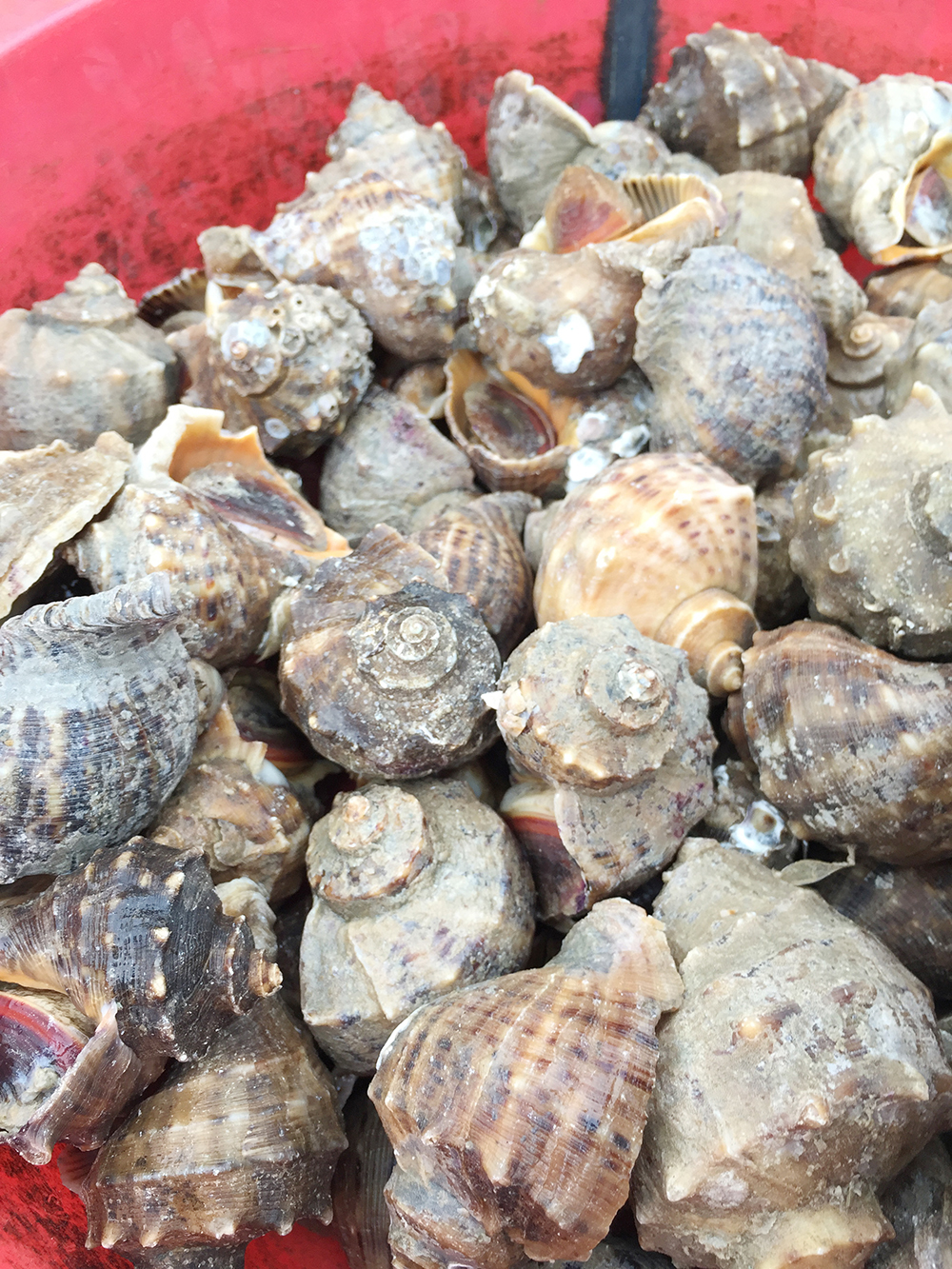 经典海鲜摄影图片,鲜活海鲜摄影技巧