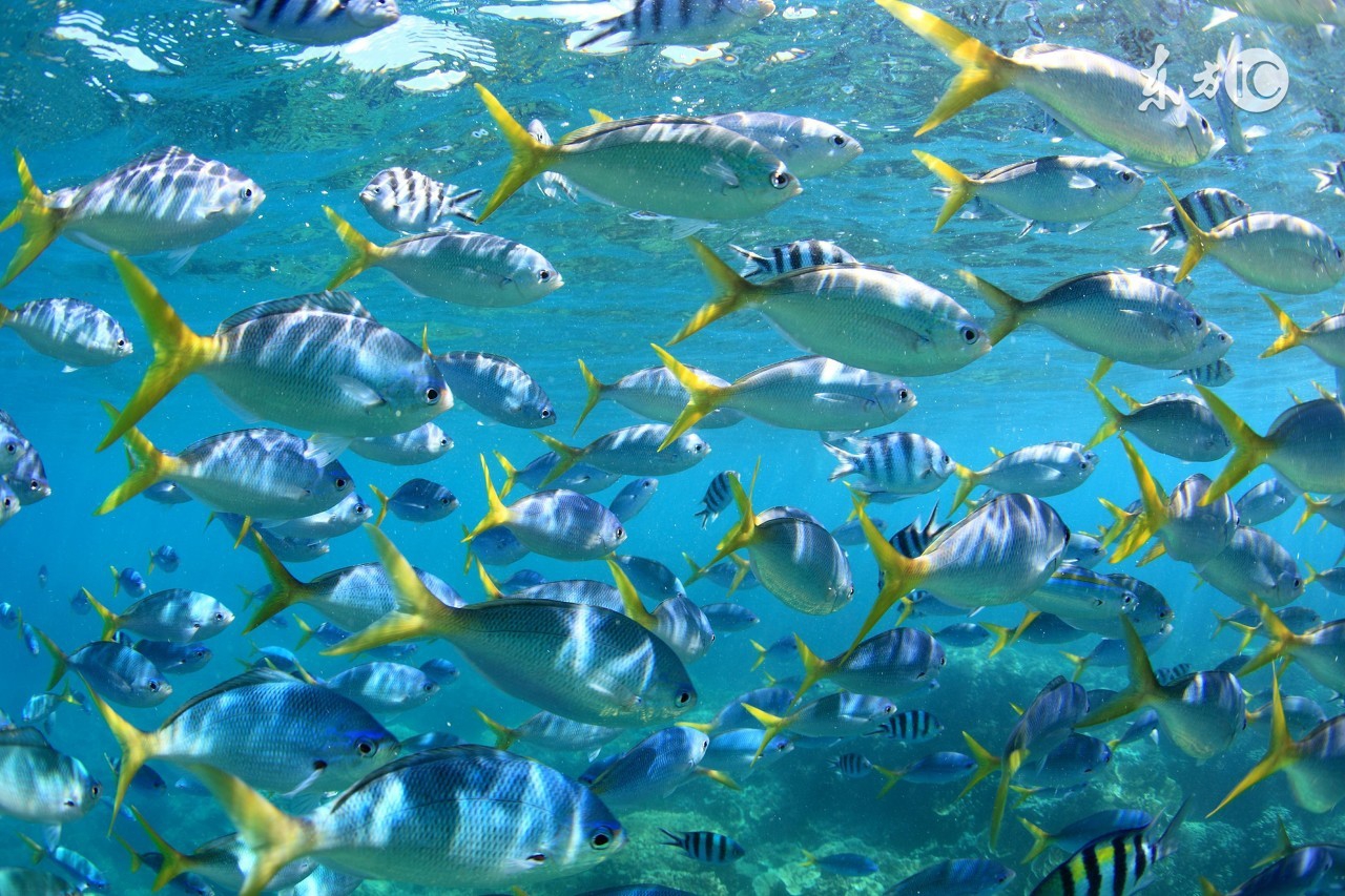 幼儿膳食营养宝典,幼儿膳食指南食物多样