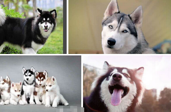 阿拉斯加雪橇犬vs西伯利亚哈士奇,哈士奇犬和阿拉斯加犬怎么区分
