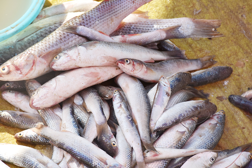 经典海鲜摄影图片,鲜活海鲜摄影技巧