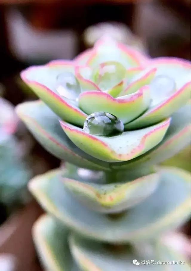 沉浸在花花草草的世界里,沉浸在动物和花海世界中