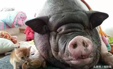 养茶杯猪养成大肥猪,茶杯猪能养多久