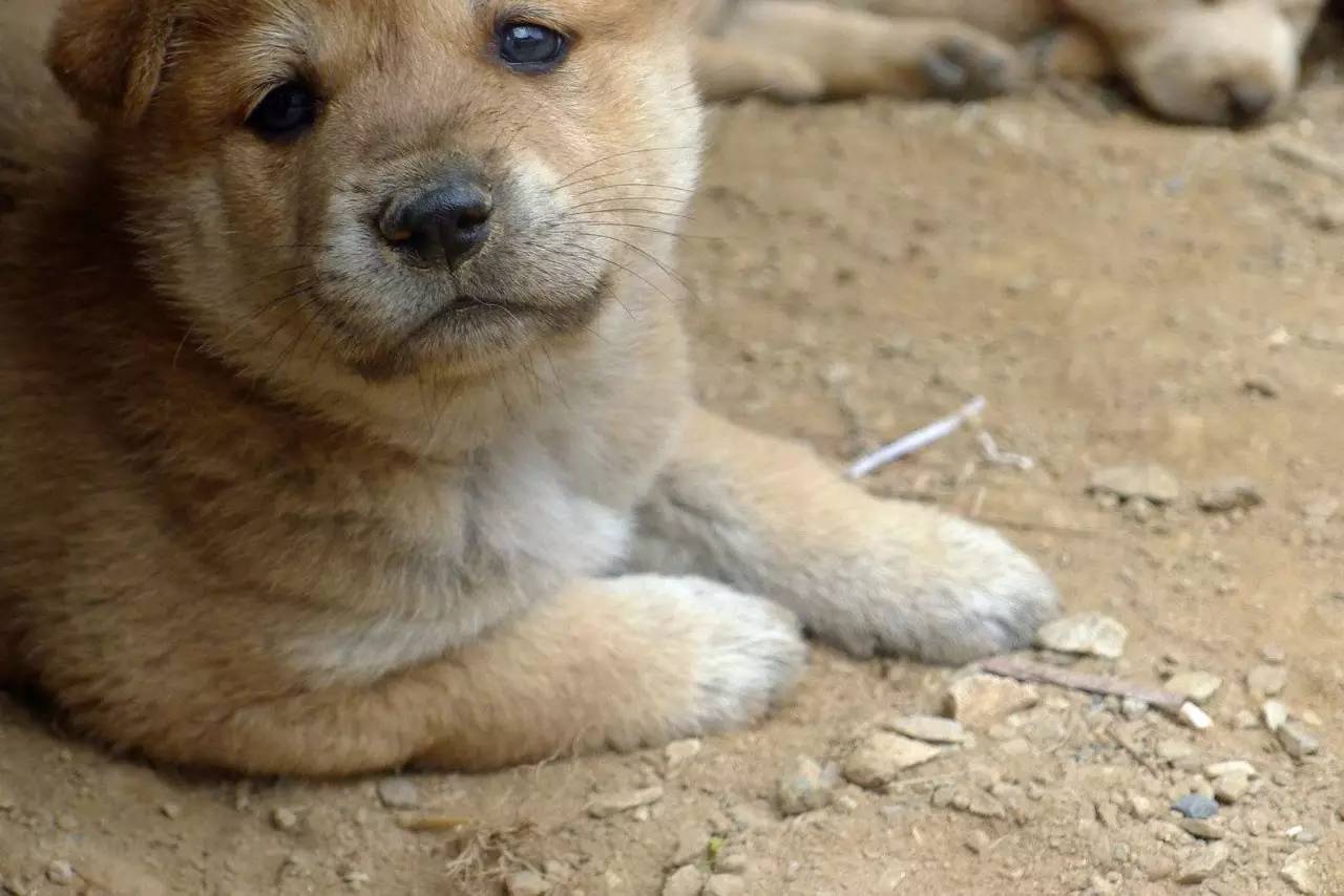 狗狗不懂离别这种复杂的情感,狗狗怎么理解死亡