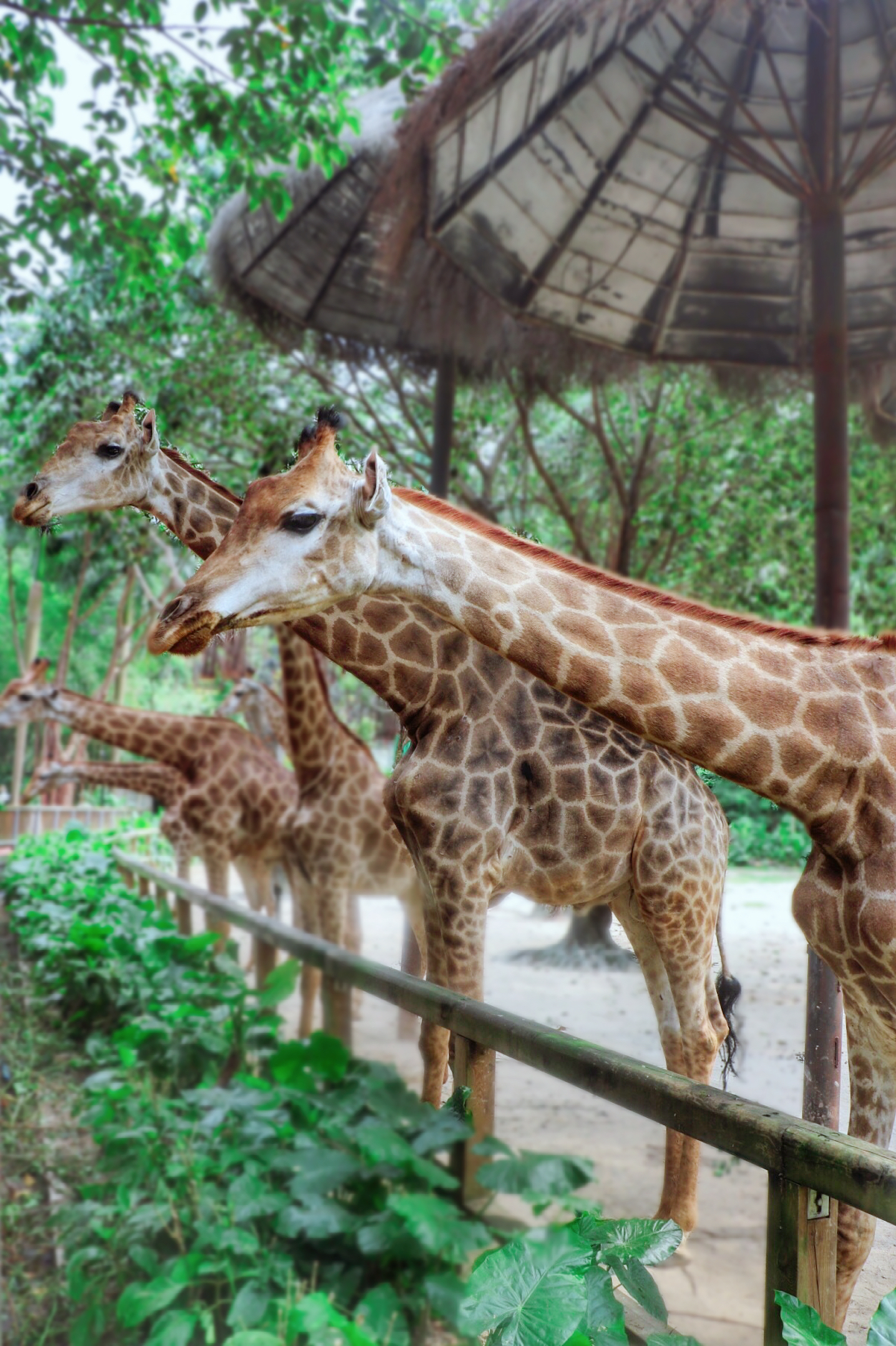 一月广州长隆野生动物园游玩攻略,长隆海洋王国不可错过
