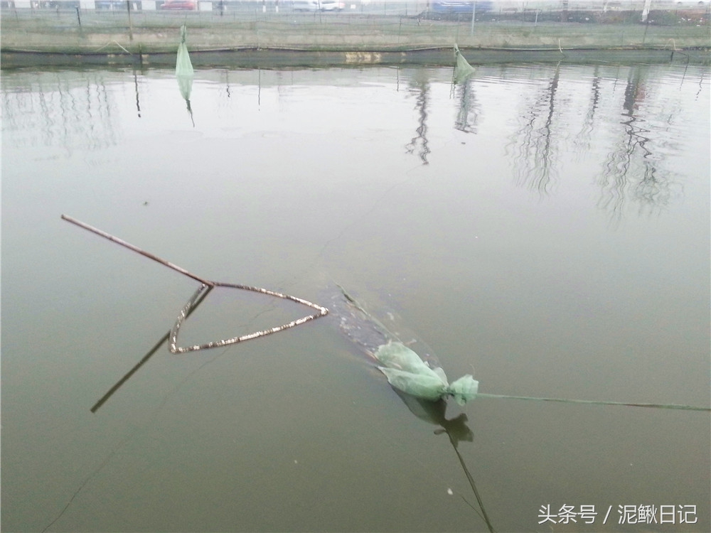 泥鳅养殖几年出栏最好,泥鳅养殖与前景