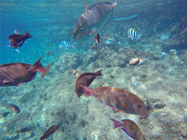 骨灰级探险视频,水上运动场夏威夷maui岛浮潜