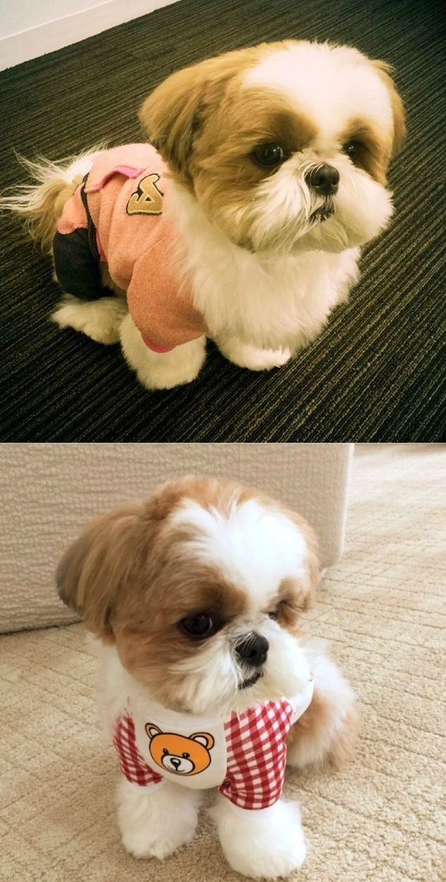 盘点全网最精的狗狗,史上最全狗狗大全