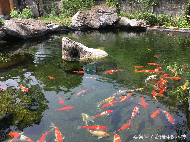 我宁愿化做池塘里的一尾锦鳞,不畏浮云,不惧声色,不问世俗!
