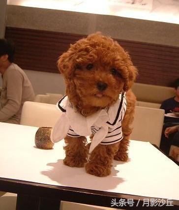 泰迪狗狗分娩过程,泰迪分娩时吃什么补充营养